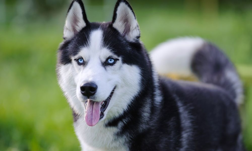 dog shedding season