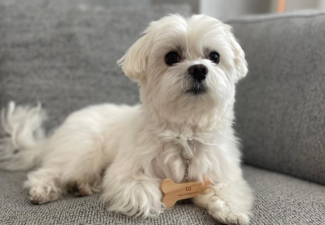 Minelli Pets is an American company specialized in Ready-to-Brand grooming tools. Learn about our history and discover our product lines.