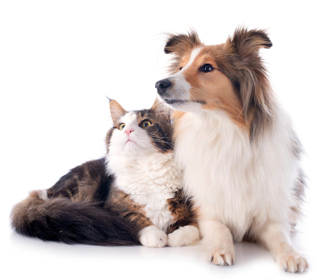 We are specialized in manufacturing and supplying professional pet grooming tools in the USA. White & Private label solutions